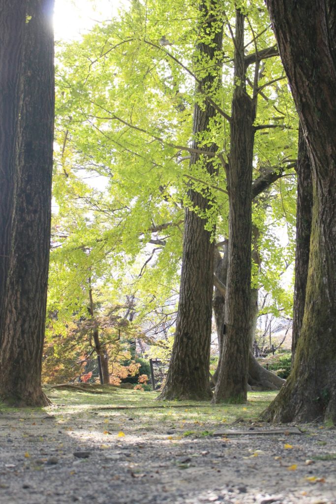 岡崎公園内にはたくさんの木々